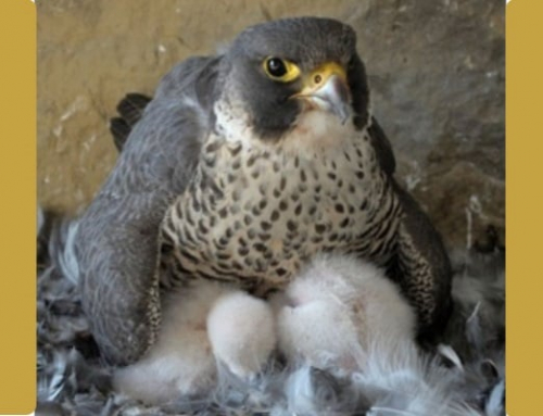 Happy Spring! 4 new additions to the Agfa peregrine falcon family